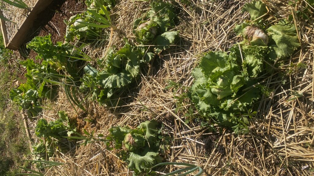 20241130_132459634_iOS