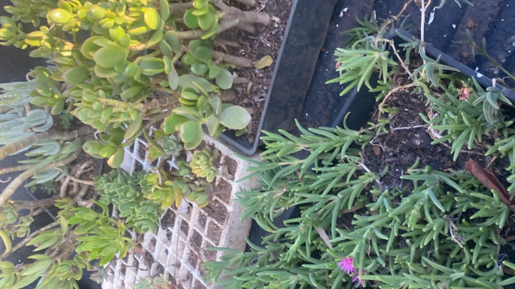 20241213_161420855_iOS