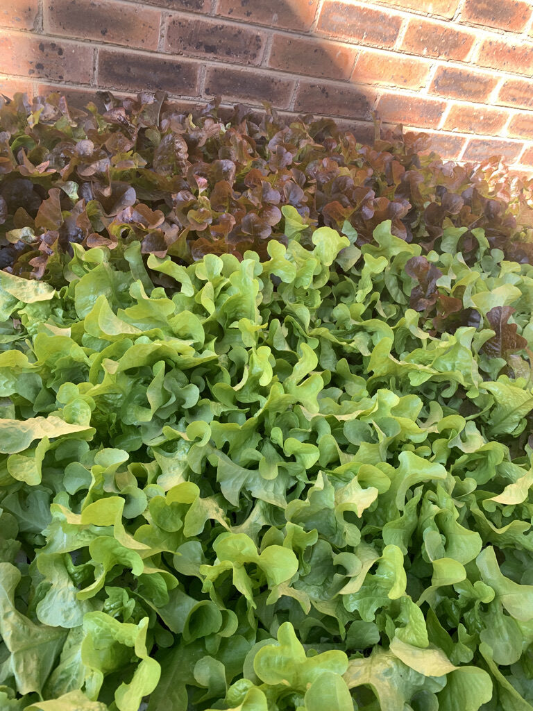 DC41BFFA-2426-47C1-AA04-B70E8BF51E33_1_105_c